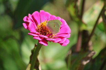Motyl © Krzysztof