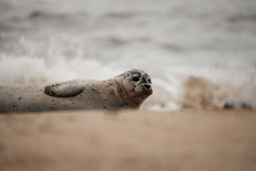 Grey seals on a beach