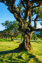 Centuries-old til trees in fantastic magical idyllic Fanal Laurisilva forest on sunset. Madeira island, Portugal
