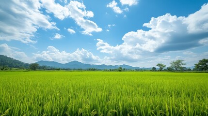 Fototapeta premium Lush Rice Paddies Under a Blue Sky