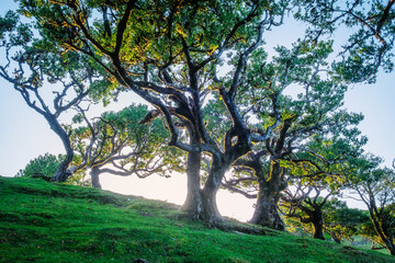 Centuries-old til trees in fantastic magical idyllic Fanal Laurisilva forest on sunrise. Madeira island, Portugal