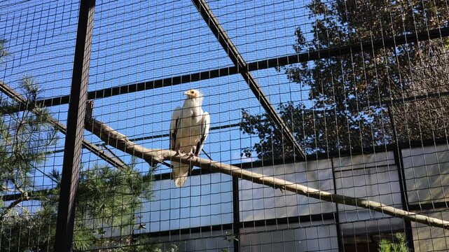 Egyptian Eagle in the Zoo