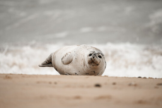 Young grey seal pup on a beach in Norfolk, UK