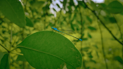 blue damselfly on a leaf.