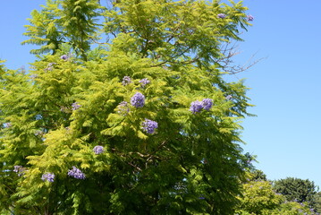 Jacaranda
