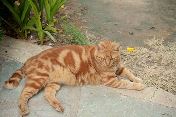 Hauskatze