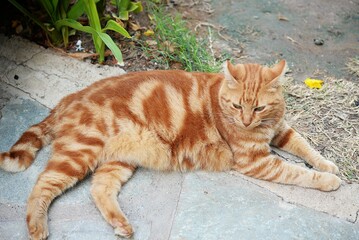 Hauskatze