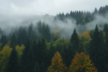 Misty Forest Landscape: Tranquil Pine Trees in Fog