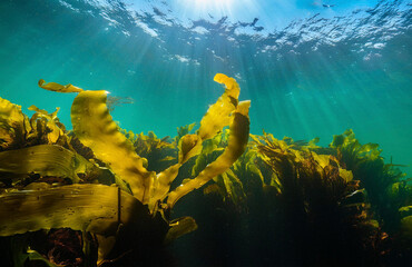 seaweed south of Chile