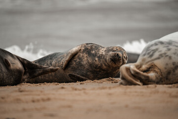 Seal on a beach, cute brown adult seals in Norfolk
