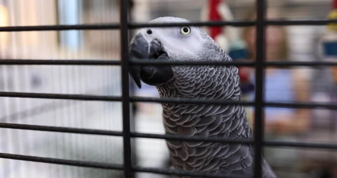 African gray parrot in cage. Jacko parrot and pet shop bird