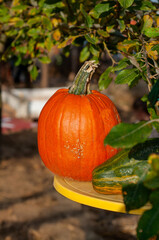 An orange pumpkin on a table among the foliage of a tree at  the garden in the rays of the sun