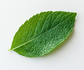 Obraz premium A fresh green leaf with intricate texture resting on a light surface in natural light