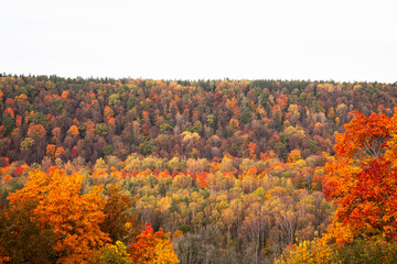 Beautiful orange and red autumn forest, many trees