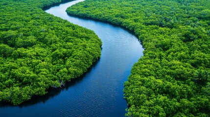 Fototapeta premium Aerial View of a Winding River Through Lush Green Mangrove Forest