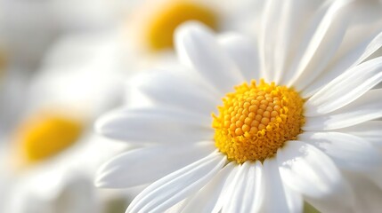 Obraz premium A close-up view of pristine white daisy petals adorned with golden centers in soft sunlight background
