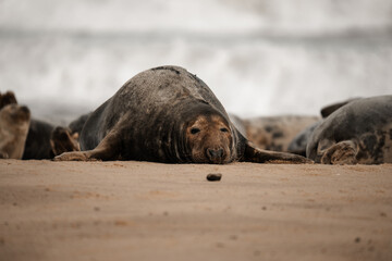 Seal on a beach, cute brown adult seals in Norfolk