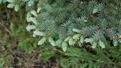 Blue spruce branch with tender young twigs and gallica in summer, Picea Pungens, selective focus.