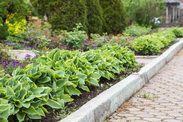 Beautiful hosta plants on decorative flowerbed next to paved footpath, Hosta sieboldiana, selective focus.