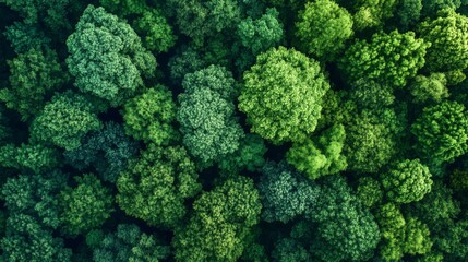 Naklejka premium Aerial View of Lush Green Forest Canopy