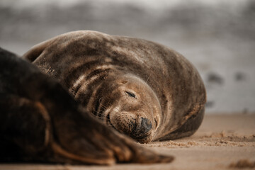 Seal on a beach, cute brown adult seals in Norfolk