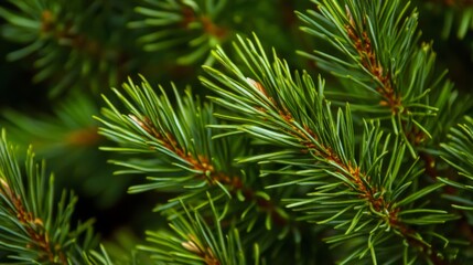 Close-up of Pine Tree Branch with Green Needles