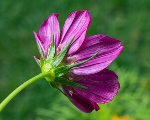 Rear view of purple flower