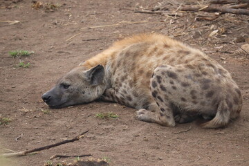 wild hyena in kruger national park, south africa