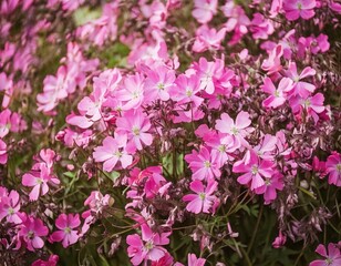 Delicate pink wildflowers are blooming beautifully, generative ai