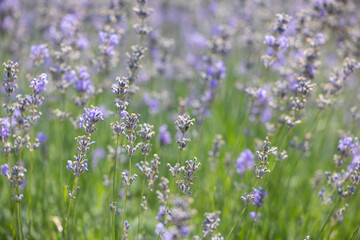 Natural background of a blooming lavender field