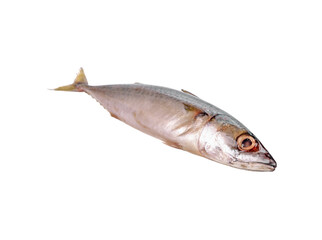 Fresh saba fish (Mackerel) transparent png