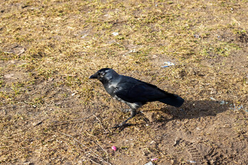 A black bird is currently standing on the ground in a vast field