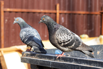 A pigeon is currently perched on the side of a dumpster in an urban area