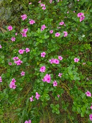 pink flowers in the garden