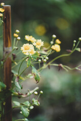 the yellow flower in the nature with dramatic tone