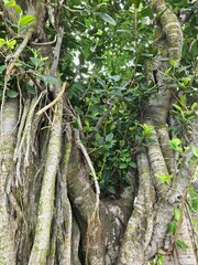 Fototapeta premium tree in the forest