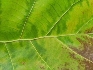 Fallen teak tree leaf closeup exposing its bones and green going to brown surface