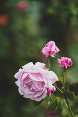 the pink flower in the nature with dramatic tone