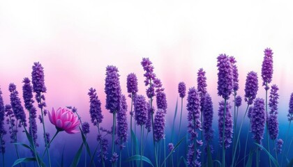 Fototapeta premium purple flowers in a field with a pink sky in the background, purple flowers, lavender flowers, flowers in background, background natural flower, blue and purple plants