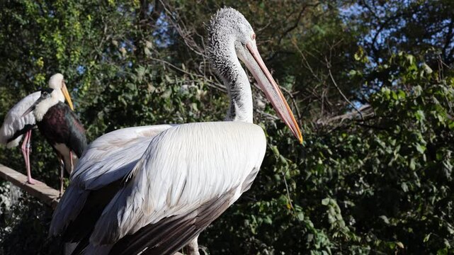 pelican bird in the forest