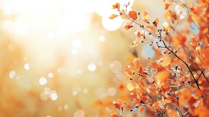 Fototapeta premium Autumn Leaves in Soft Sunlight: Orange and Gold