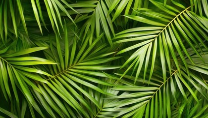 Lush green palm leaves create a vibrant tropical background in bright sunlight