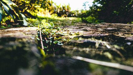 small plants on the ground