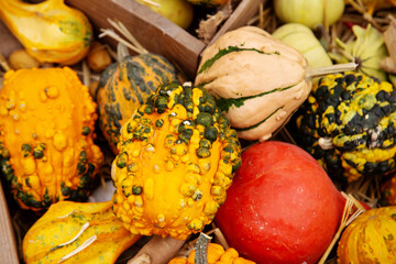 Zucchini, pumpkins and squash in a wooden box with hay. Flora plants flowers floristry.