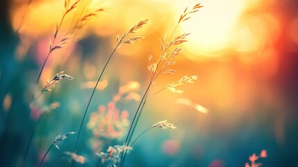 Golden Sunlight on Tall Grasses in a Colorful Field