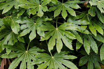 green tropical leaves of fatsia japonica pattern, background concept