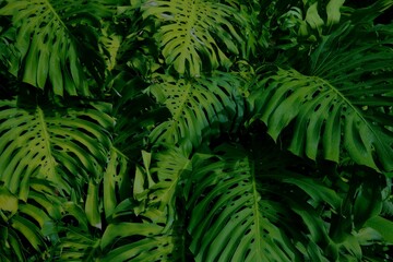 Cheese plant leaves dark background