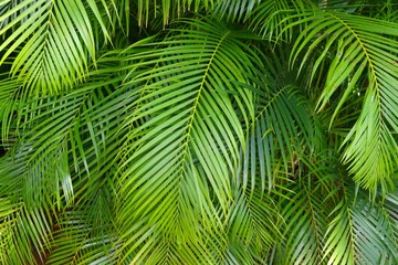 Guadeloupe palm leaf background