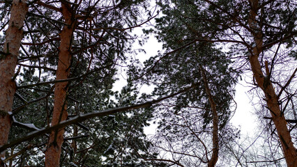 A forest with snow-covered trees. The trees are tall and have a dark brown color. The sky is clear and the sun is shining brightly