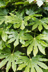 green tropical leaves of fatsia japonica pattern, background concept